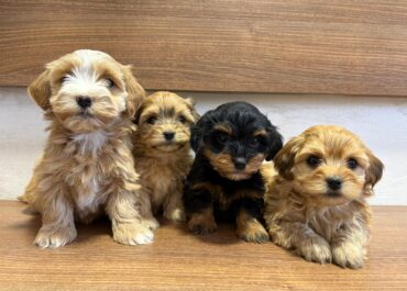 0bb8b6a8c-6559-42fb-b92f-901dae85a86c