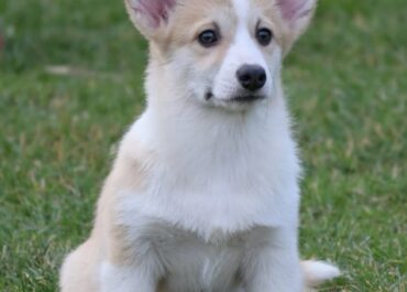 0e41-877b-44a0-ae54-1e82a3f5e860