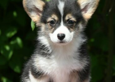 7f7a8179-e04b-48f5-87cb-8ce171e53b70