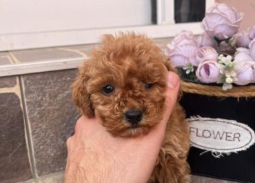 viber_image_2026-03-18_16-47-23-119