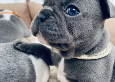 aviber_image_2026-01-08_17-46-07-861-768x1024-1-1-1-1