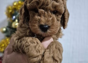 viber_image_2026-01-11_17-38-55-561