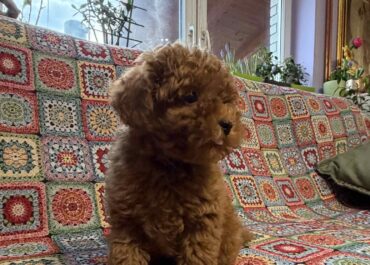 viber_image_2026-01-26_15-49-56-137