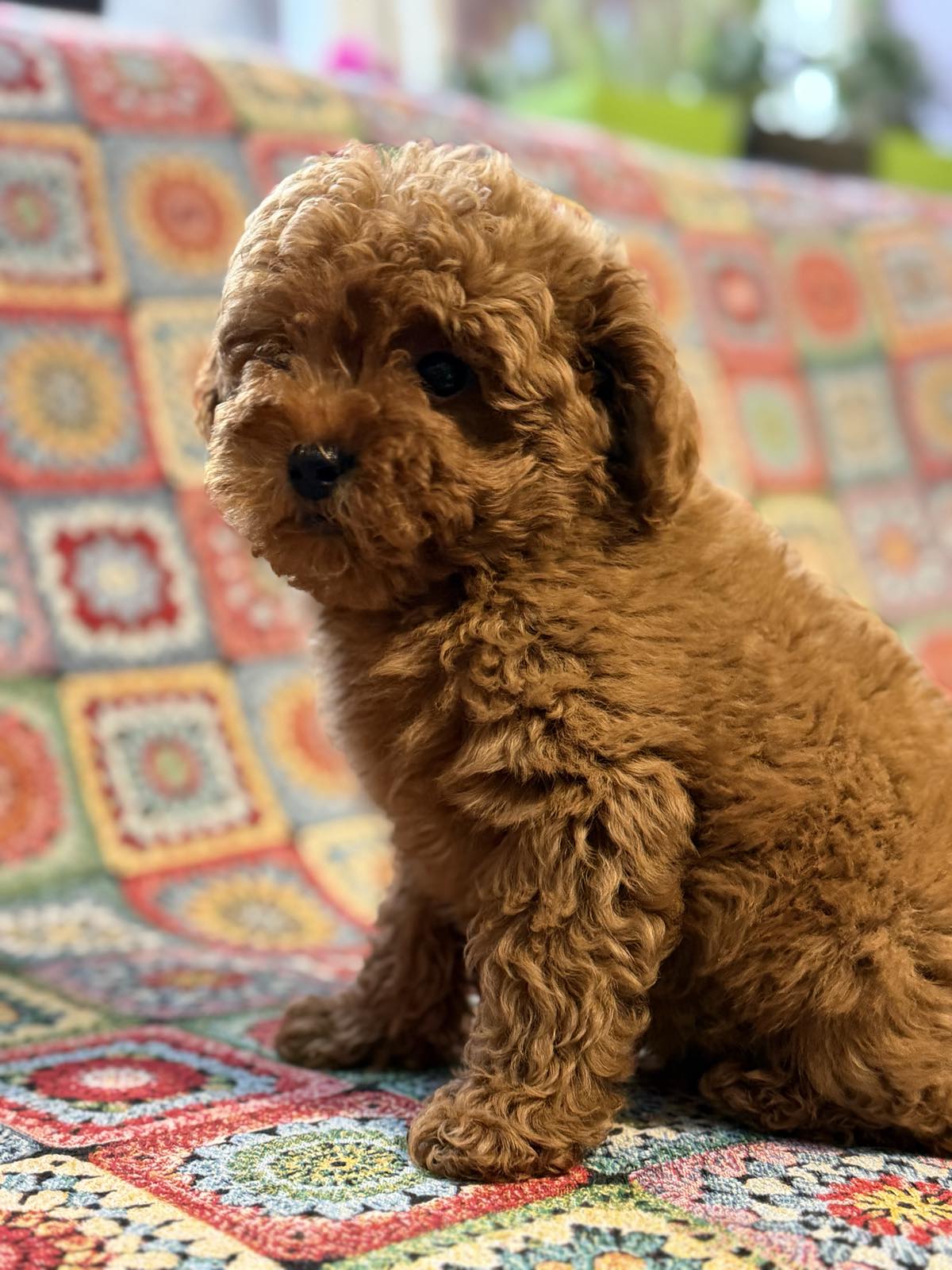 viber_image_2026-01-26_15-52-57-236