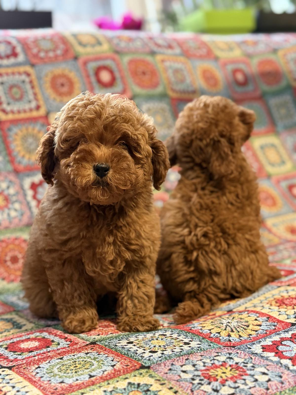 viber_image_2026-01-26_15-54-45-149