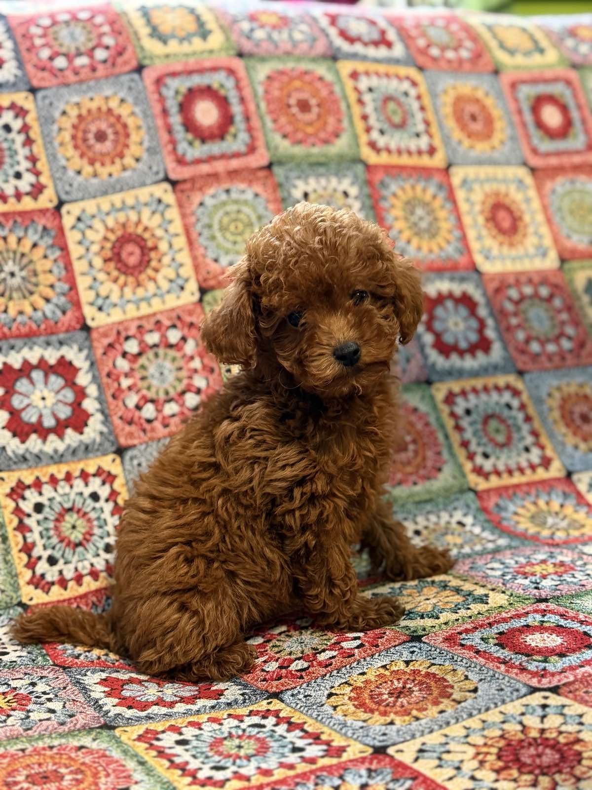 viber_image_2026-01-26_15-57-45-007