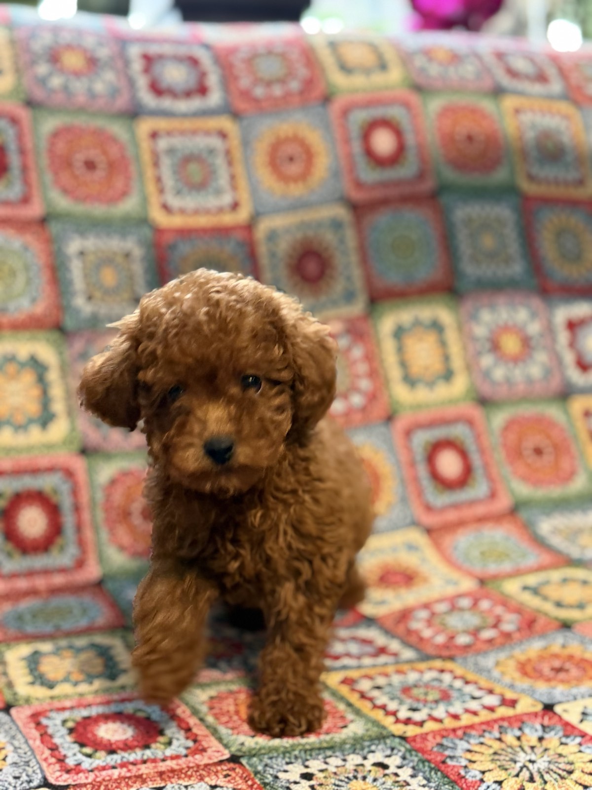 viber_image_2026-01-26_15-59-55-359