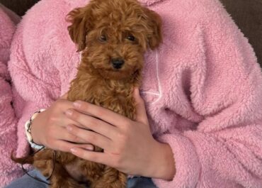 aviber_image_2026-04-17_10-13-10-712