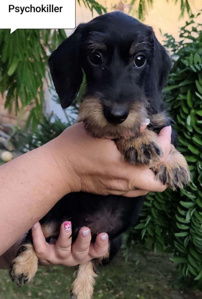 jaz3