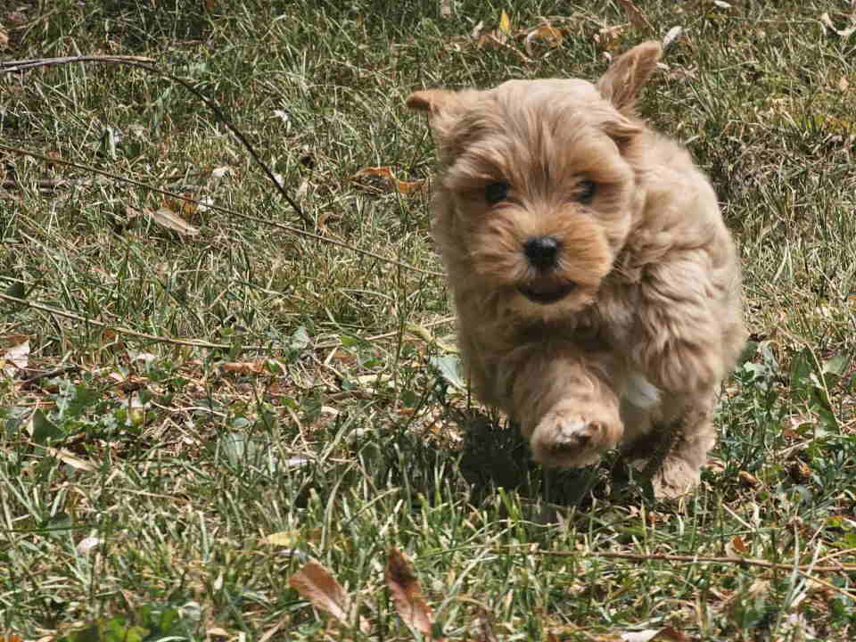 pudlasvetlana4