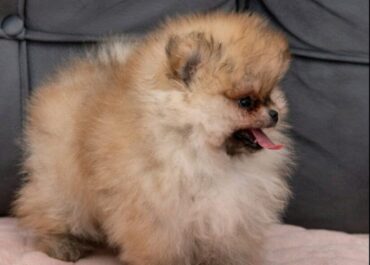 viber_image_2026-02-20_11-34-41-379-824x1024-1