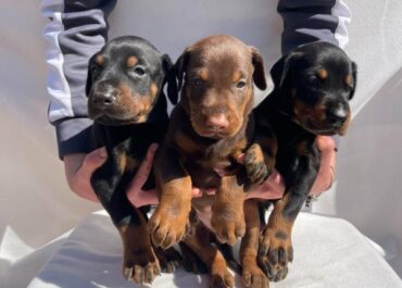 viber_image_2026-03-15_20-50-38-475