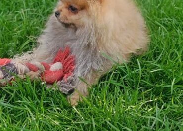 viber_image_2026-04-06_22-57-24-531