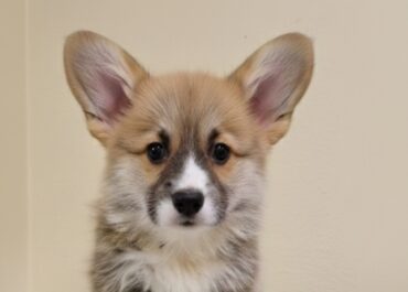 viber_image_2026-02-20_21-40-01-369