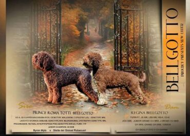 lagotto-01