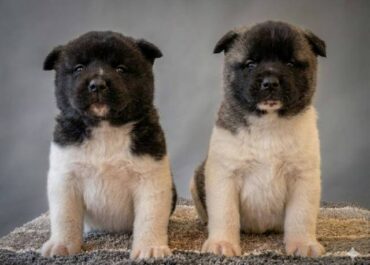 americka-akita-01k-3