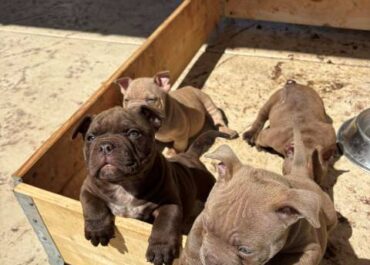 American-bully-01