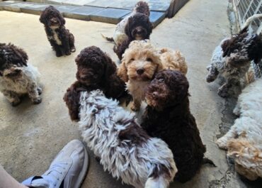 lagotto-01a