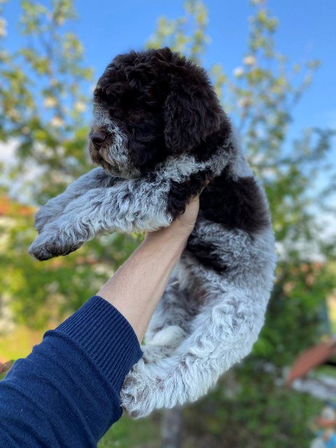 lagotto-02