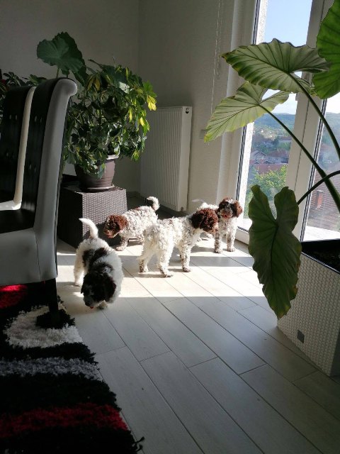 lagotto-03