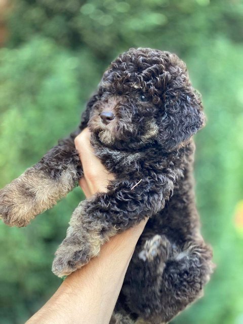 lagotto-04