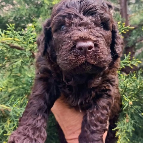 lagotto-05
