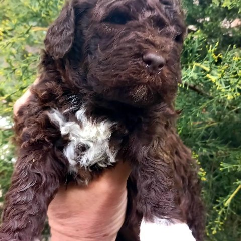lagotto-06