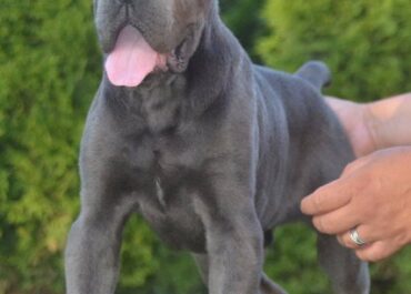 cane-corso-01