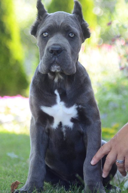cane-corso-02