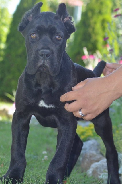 cane-corso-03