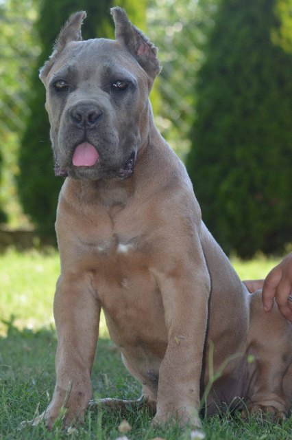 cane-corso-04