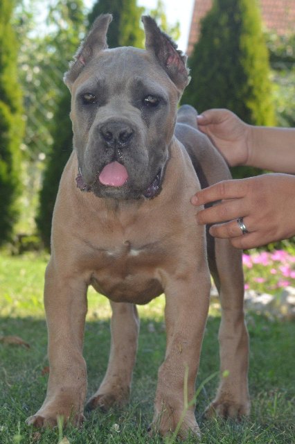 cane-corso-05