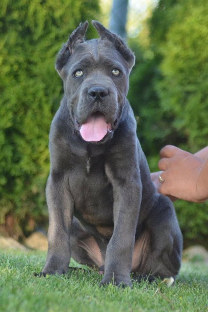 cane-corso-06