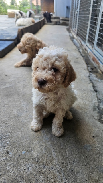 lagotto-03a