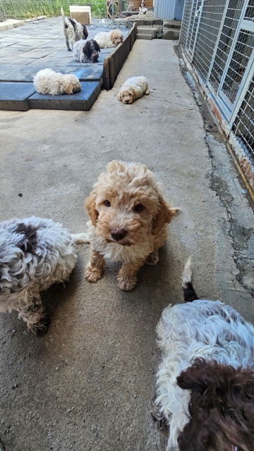 lagotto-04a