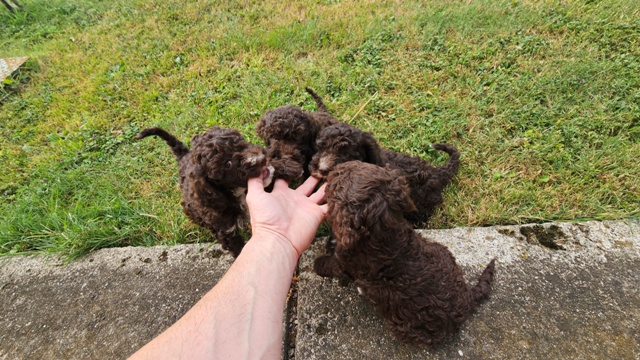 lagotto-07a
