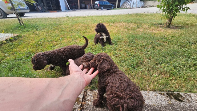 lagotto-08a
