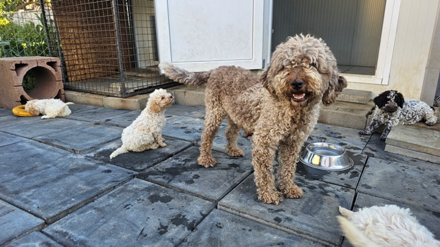 lagotto-14a