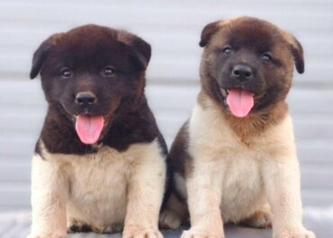 americka-akita-01-2