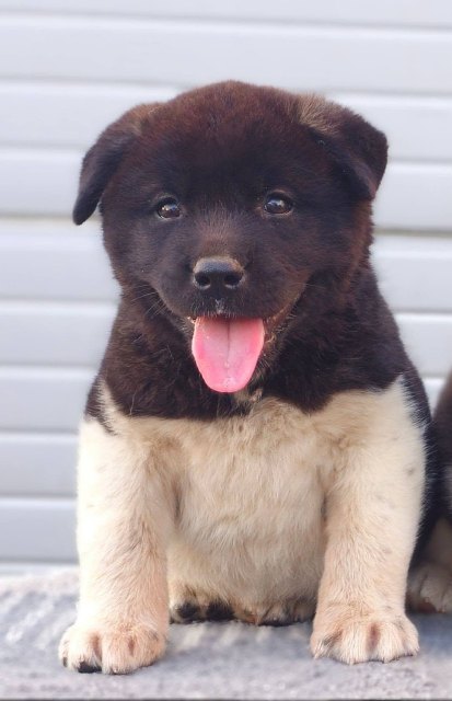 americka-akita-02-2