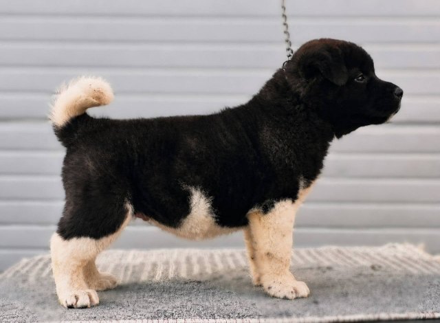 americka-akita-04-2