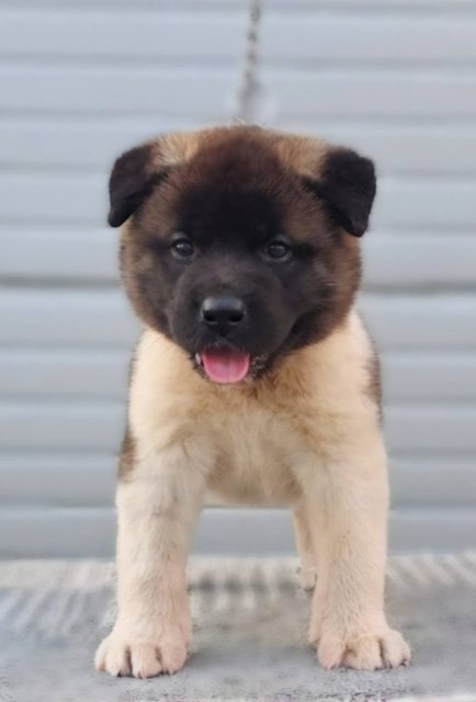 americka-akita-06-2