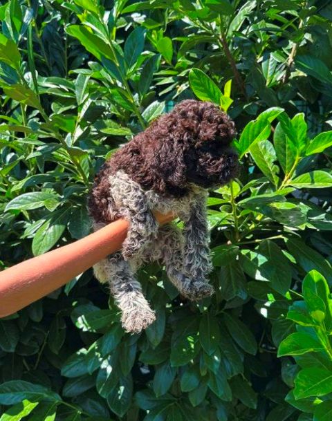 lagotto-romagnolo-02