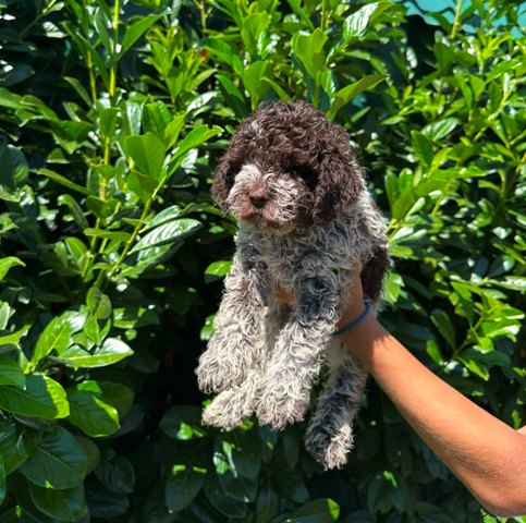 lagotto-romagnolo-03