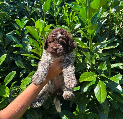 lagotto-romagnolo-04