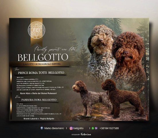 lagotto-romagnolo-05