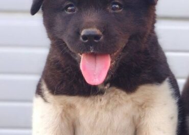 1.-americka-akita-02