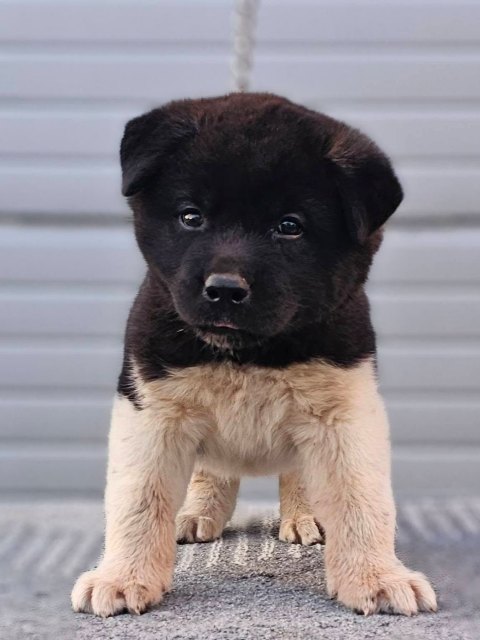americka-akita-03