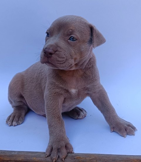 pit-bul-05