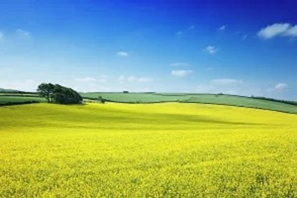 tmb-300x300-156087380_64eb78a7b94d14-08375733oilseed-rape-fi